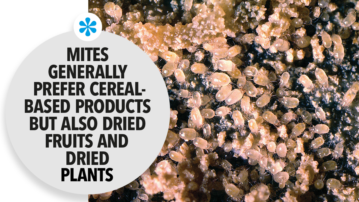 Mites in cereals Mites in cereals